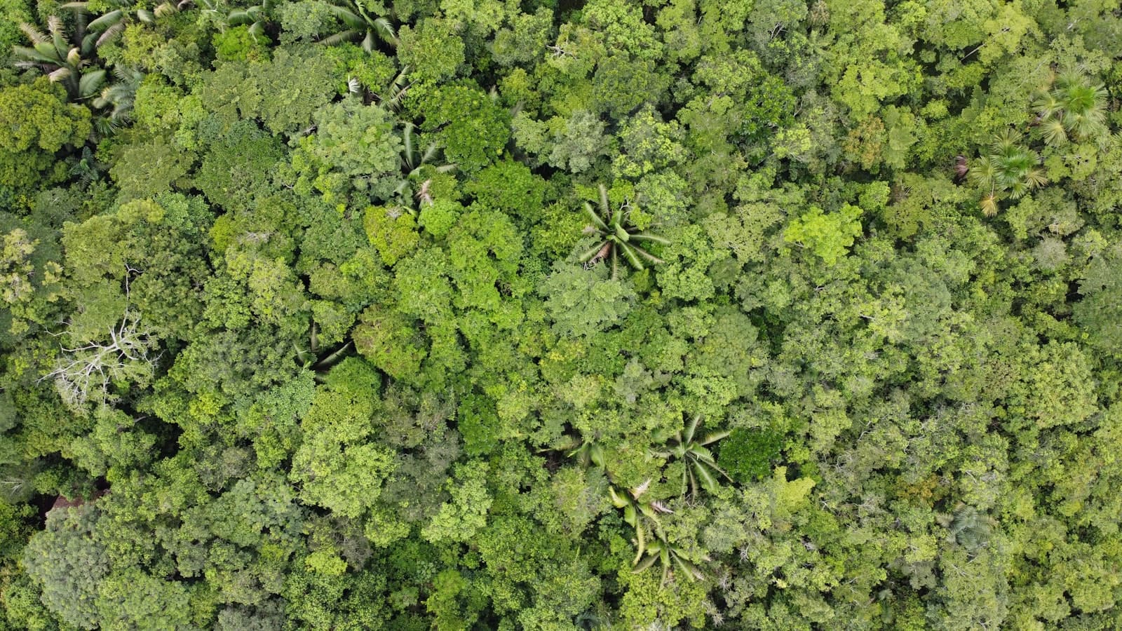 Amazon Rainforest aerial view