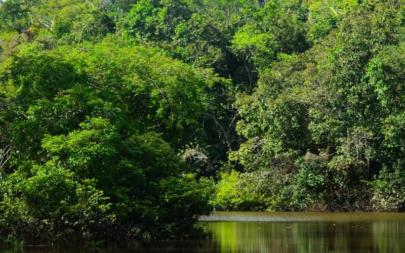 अमेज़न वर्षावन